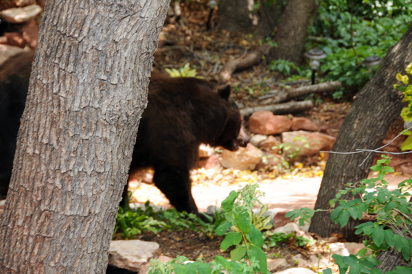 A Pikes Peak Wedding at Blue Skies Inn, Manitou Sprngs, Colorado